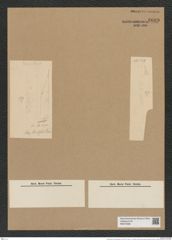 Rhizosolenia imbricata Brightw. (de-Toni-Nr.: Genus 114, Species 3304) Zeichnungen Sammlung Grunow Nr. 6689 (NHMW-BOT-W0375488)